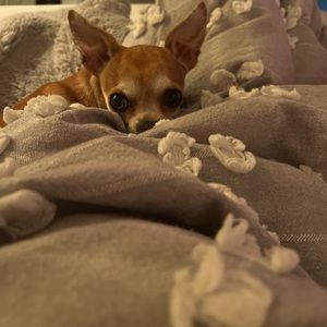 Meet your Posher, Bria